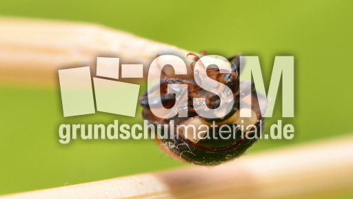 Asiatischer Marienkäfer (14).JPG